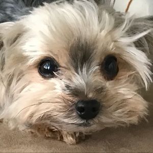 Meet your Posher, Joanna